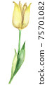 Yellow watercolor Tulip  75701082