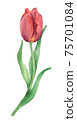 Red watercolor Tulip  75701084