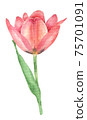 Pink watercolor Tulip  75701091