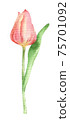 Pink watercolor Tulip  75701092