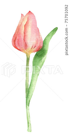 Pink watercolor Tulip  75701092