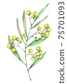 Watercolor mimosa flowers 75701093