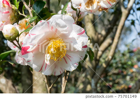 Blooming camellia Blooming camellia 75701149