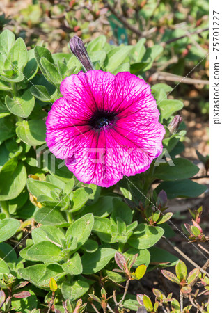 盛開的矮牽牛 75701227