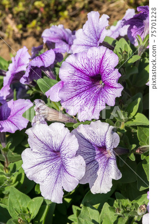 Blooming petunia 75701228