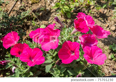 Blooming petunia 75701230