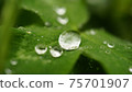 葉子上的小滴 75701907