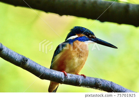 一隻雄性翠鳥（Negawa Greenery Road /立川公園/東京立川市） 75701925