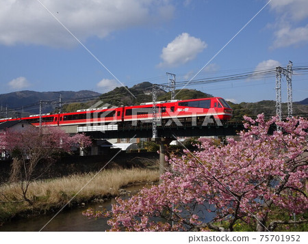 Kinme train and Kawazu cherry blossoms 75701952