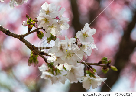 武陵農場 櫻花季 75702024