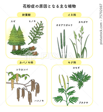 Pollen pollinosis cause plant illustration set list Pollen pollinosis cause plant illustration set list 75702087