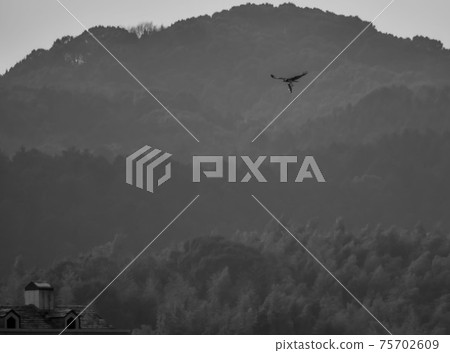 A black kite that hangs a fish caught from a river and takes off 75702609