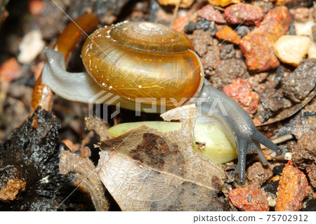 Close up snail on the old wood Close up snail on the old wood 75702912
