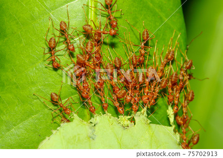 Group red ant catch leaf for build nature nest Group red ant catch leaf for build nature nest 75702913
