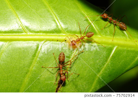 Close up red ant on green leaf in nature Close up red ant on green leaf in nature 75702914