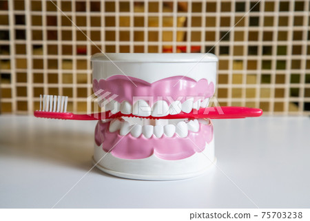 Clean teeth dental jaw model and red thooth brush on table in dentists office. 75703238