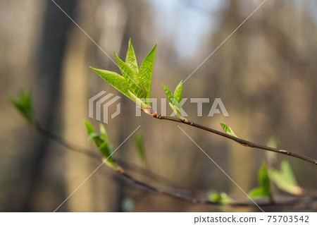 The first spring gentle leaves, buds and branches macro blurred background 75703542