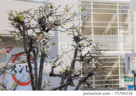 Withering roadside tree, Yulan magnolia 75704236