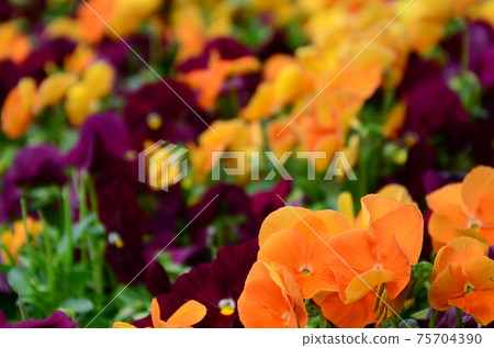 Multicolor pansy flowers or pansies close up as background or card Multicolor pansy flowers or pansies close up as background or card 75704390