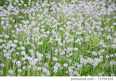 White fluffy dandelions flower in green field, natural background White fluffy dandelions flower in green field, natural background 75704394