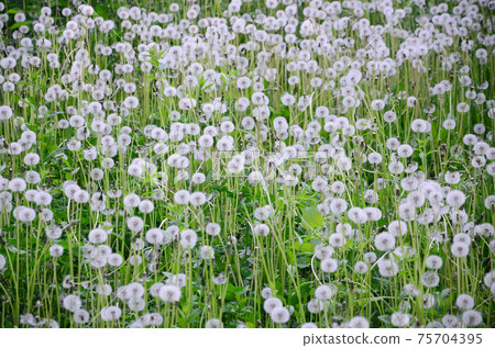 White fluffy dandelions flower in green field, natural background White fluffy dandelions flower in green field, natural background 75704395