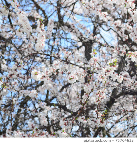 Pink Apple Tree Blossoms with white flowers on blue sky background 75704632