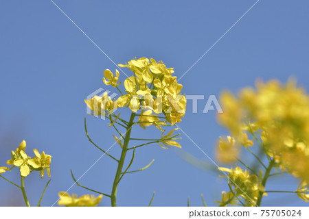 A flower that resembles a rape blossom, a turnip flower A flower that resembles a rape blossom, a turnip flower 75705024