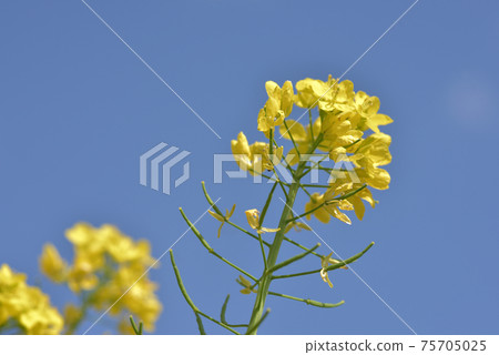 A flower that resembles a rape blossom, a turnip flower A flower that resembles a rape blossom, a turnip flower 75705025