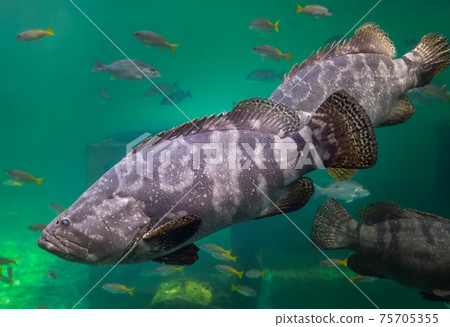 Giant grouper or brown spotted grouper fish. Giant grouper or brown spotted grouper fish. 75705355