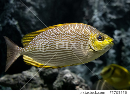 Live Java rabbitfish swimming. 75705356