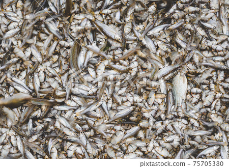 A lot of small river fishes 75705380