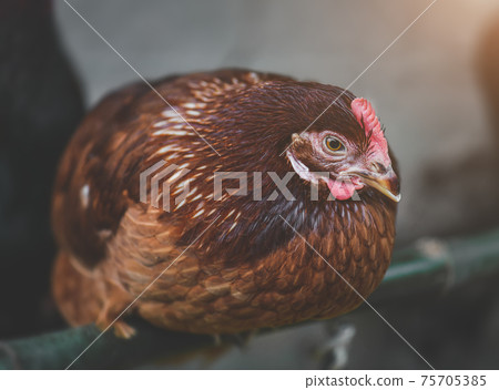 The Rhode island red chicken portrait. The Rhode island red chicken portrait. 75705385