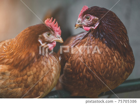 The Rhode island red chicken portrait. The Rhode island red chicken portrait. 75705386