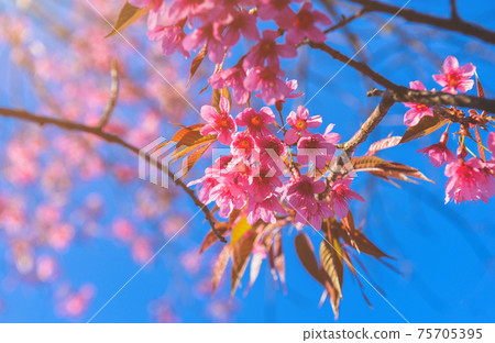 Wild Himalayan Cherry flowers. 75705395
