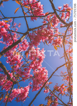 Wild Himalayan Cherry flowers. 75705396