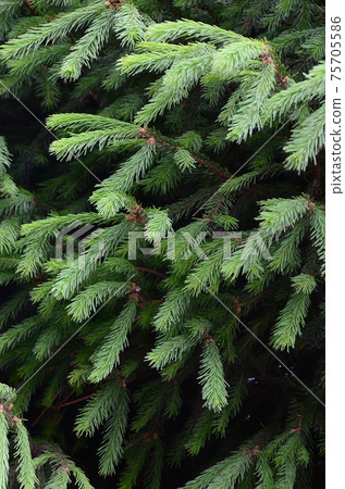 Fluffy green fir tree brunch close up. Christmas wallpaper concept with copy space 75705586
