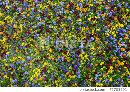 Multicolor pansy flowers or pansies close up as background or card 75705591