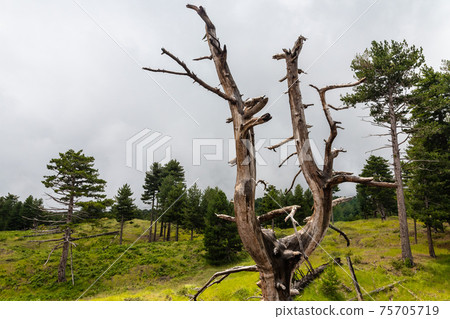 Mount Etna volcanic landscape and its typical vegetation, Sicily Mount Etna volcanic landscape and its typical vegetation, Sicily 75705719