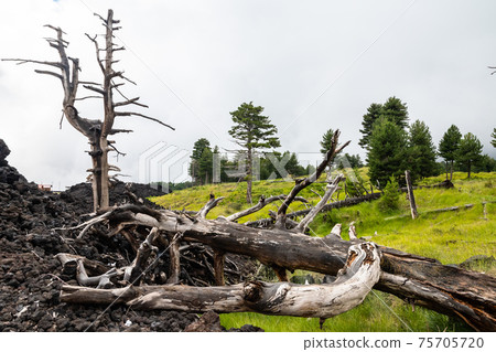 Mount Etna volcanic landscape and its typical vegetation, Sicily Mount Etna volcanic landscape and its typical vegetation, Sicily 75705720