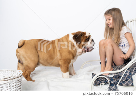 The dog jumped on the girl's bed and wants to play. The English Bulldog is a purebred dog with a pedigree. 75706016