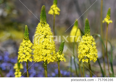 Burvinella · Floribunda 75706166