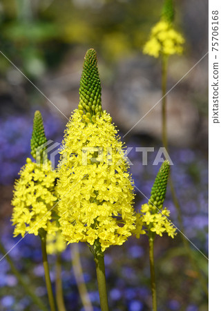 Burvinella · Floribunda 75706168