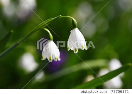 雪花 75706171