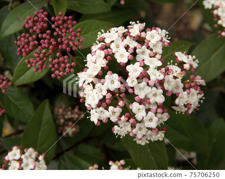 Viburnum Tinas Flower 75706250