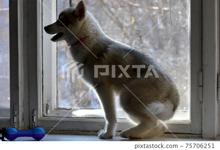 a small puppy of a dog of the Siberian Husky breed is crying sitting on the windowsill from sadness that the owner has left  75706251