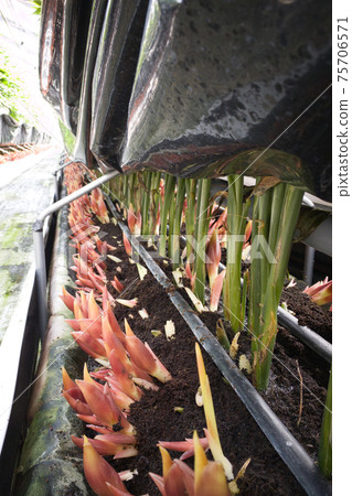 Myoga議院 75706571