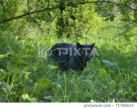 portrait of a black domestic cat lying in the grass portrait of a black domestic cat lying in the grass 75706624