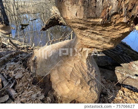 the tree is eaten by beavers, beavers damaged the tree to block the brook the tree is eaten by beavers, beavers damaged the tree to block the brook 75706627