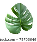 Green leaf monstera plant vector realistic illustration 75706646
