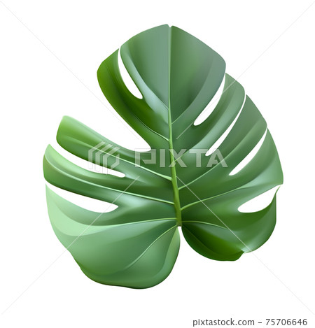 Green leaf monstera plant vector realistic illustration Green leaf monstera plant vector realistic illustration 75706646